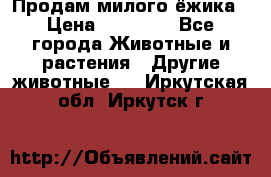 Продам милого ёжика › Цена ­ 10 000 - Все города Животные и растения » Другие животные   . Иркутская обл.,Иркутск г.